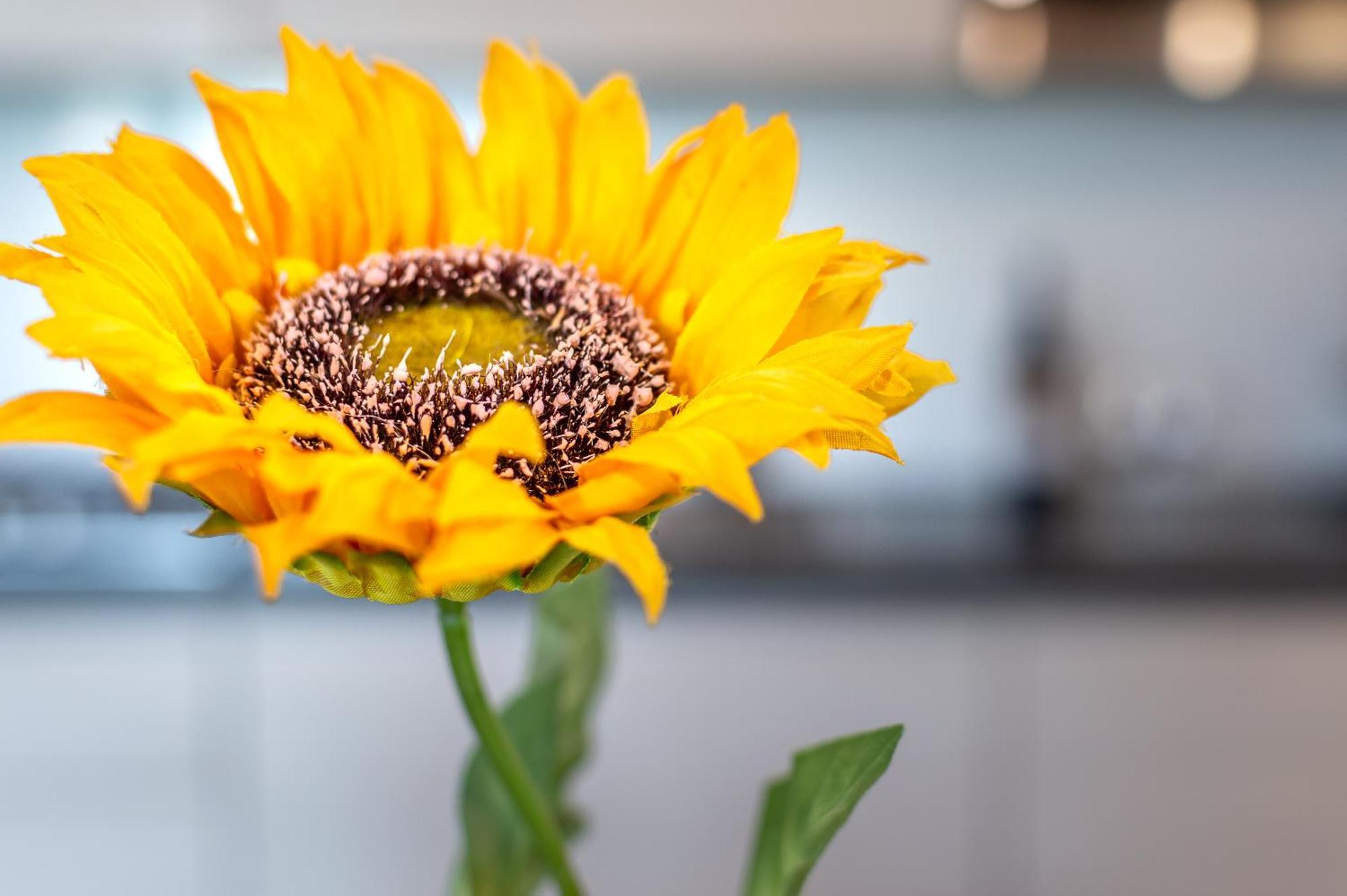 Sunflower Con Vista Su Siena Villa Corsano  Exterior photo